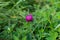 Purple clover blooming at the field