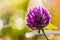 Purple clover flower with dew drops in the morning light