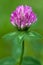 Purple clover flowerhead