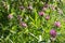 Purple clover, wild flowers in backyard, garden or meadow - closeup