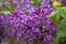 Purple cloves flower close up