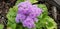 Purple Cluster Flowers