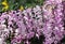 Purple clusters of Spurflower `Velvet Lady` with scientific name Plectranthus