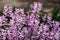 Purple clusters of Spurflower `Velvet Lady` with scientific name Plectranthus