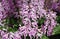 Purple clusters of Spurflower `Velvet Lady` with scientific name Plectranthus