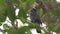 Purple Cochoa rare bird in Thailand and Southeast Asia.