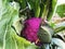 Purple coliflower