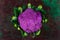 purple coliflower on green background