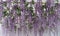 Purple color beautiful Flowers hanged from ceiling