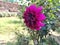 Purple color Dahlia flower, single dahlia flower in a garden