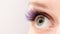 Purple color eyelash extensions. Trendy false lash style close-up, green eye macro