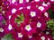 Purple color Garden Verbena blooming Verbena tenera