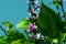 The Purple color Hyacinth Bean flowers with green leaves.