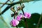 The Purple color Hyacinth Bean flowers with green leaves.