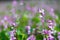 Purple color hyacinth bean vegetable flowering in the garden