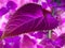 Purple color leafs with background wallpape