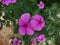 Purple color nithya kalyani plant and  flower