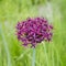 Purple color ornamental onion Allium bulgaricum in a botanical garden