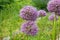 Purple color ornamental onion Allium bulgaricum in a botanical garden