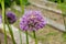 Purple color ornamental onion Allium bulgaricum in a botanical garden