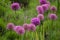 Purple color ornamental onion Allium bulgaricum in a botanical garden