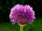 Purple color sphere shaped Allium blooming onion flower