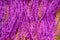 Purple Color Wool Detailed Threads Close Up on Dork Yellow Background Stock Photograph