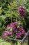 Purple colored clematis, woodland vine flowers grow on wooden arch