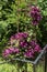 Purple colored clematis, woodland vine flowers grow on wooden arch