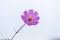 Purple colored cosmos flower against white background