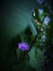 Purple colored little lili flower with perfect green blur leaf background