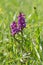 Purple colored marsh orchid, protected wildflower - dactylorhiza and green grass