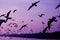 Purple colored morning sky with silhouette of flying seagulls flock