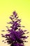 Purple Colored Pine Tree on Lemon Yellow Background