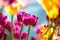 Purple colored tulips in the bright sunlight in spring surrounded by blurry yellow orange tulips in front of a grayish blue sky