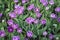 Purple colorful tulips, bright flowers blooming in the garden park. Natural spring background