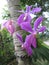 Purple colour beautiful orhid flower
