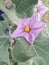 Purple colour brinjal flower with green leaf background