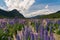 Purple colour full bloom lupine with mountain background, New Zealand