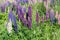 Purple colour full bloom lupines flower