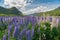 Purple colour lupines blossom with mountain background, New Zealand