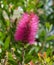 A purple colour spiky bottlebrush bush Callistemon