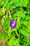 Purple coloured and beautiful Asian Pigeonwing flower surrounded by shining green leaves.