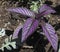 Purple coloured strobilanthes auriculatus