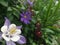 Purple Columbine Flower Close Up