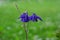 Purple columbine flowers with bokeh background