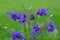 Purple columbine flowers with bokeh background