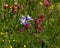 Purple Columbine Flowers in Wildflower Field at Yankee Boy Basin, Mount Sneffels Wilderness, Ouray, Colorado