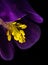 Purple Columbine Stamen