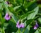 Purple comfrey flowers with green leaves in a garden